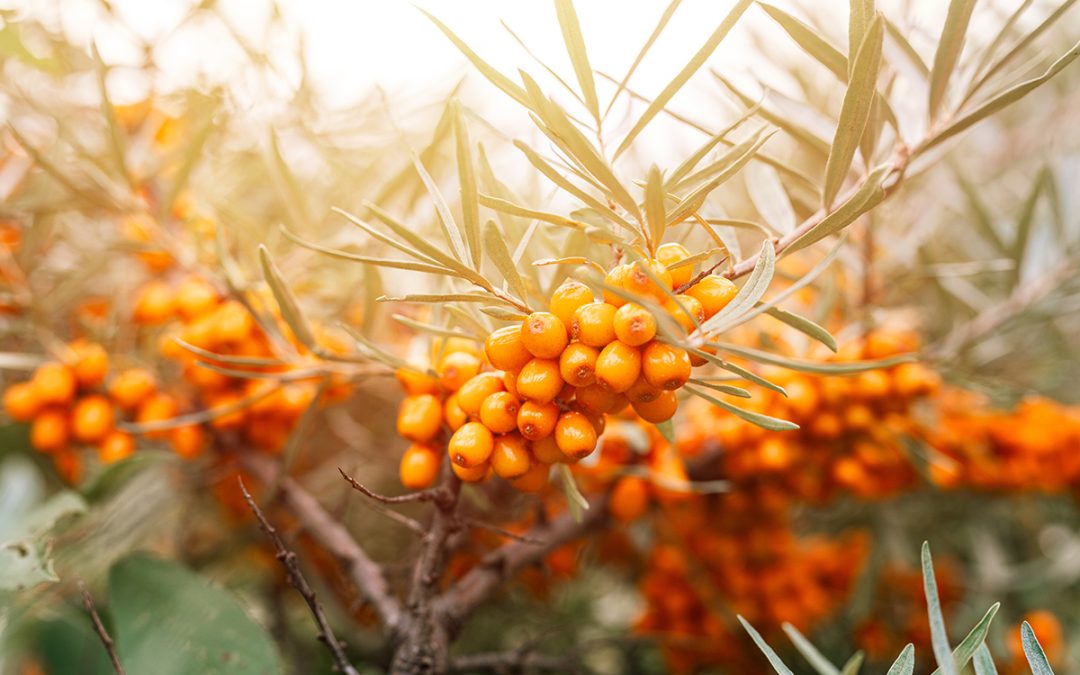 Superfood-Sanddorn: Wie du mit dieser kleinen Beere große Wirkungen erzielst